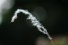 $Cats tail D4K-8760.jpg