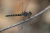 $dragonfly2.jpg