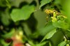 $Grasshopper-2870.jpg