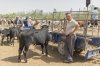 $Kashgar livestock mrkt.jpg