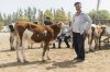 $Kashgar livestock mrkt06.jpg