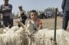 $Kashgar livestock mrkt11.jpg