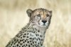 220208 Safari_7TC1008.jpg