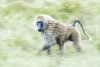 220208 Safari_7TC7391.jpg
