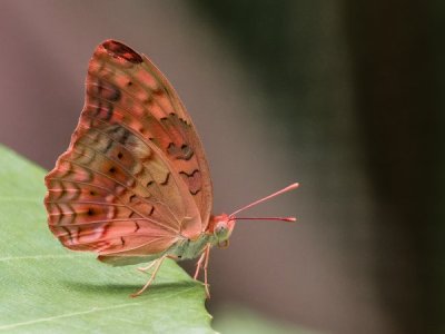 Butterfly-22.jpg