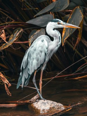 Heron-15.jpg