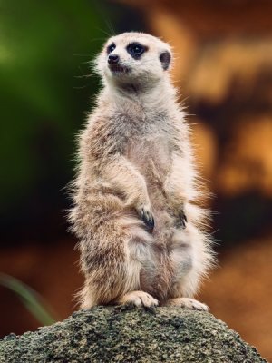 Meerkat-03.jpg