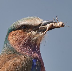 Lilac Breasted Roller 8240 N Portrait .jpg