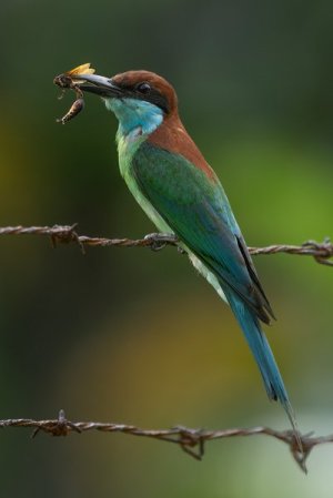 Bird 1.jpg