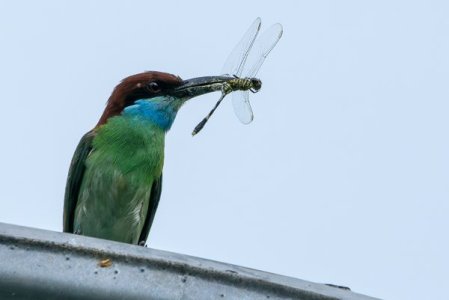 Bird 2.jpg