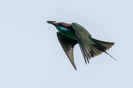 Bird 3.jpg