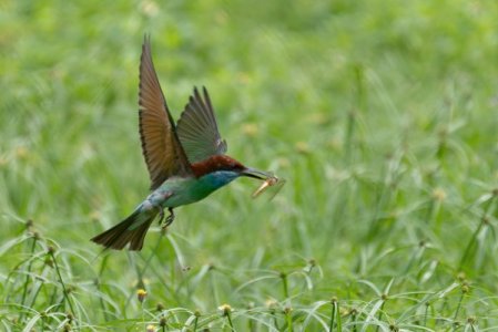 Bird 4.jpg