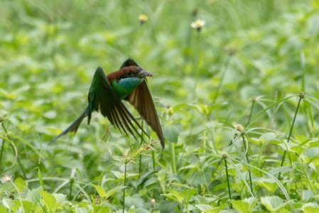 Bird 5.jpg