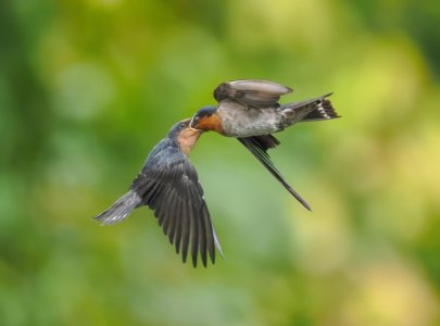 topP8163119_edited-topaz-denoise.jpeg