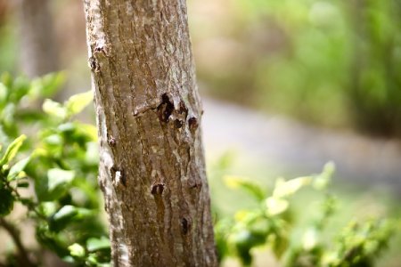 Canon FD 85mm F1.2L (EF-converted) - 2.jpg