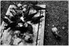 $image-380568746.jpg