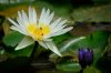 $Water lilies-0162.jpg