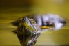 $TURTLE-0020.jpg