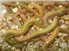 $lugworm_cordelle_sea_worm_for_fishing.jpg