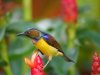 $ColorfulSunBird.jpg