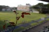 $Bokeh at f4.0.jpg