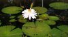 $Istana flower 1 water lily.jpg
