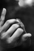 anole_in_the_hand_by_hashbr0wn_d5ebjnh-pre.jpg