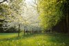 cambridge iin spring.jpg