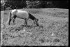 $sentosa_pony.jpg