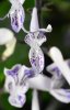 $DSC_0844a.jpg