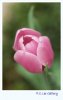 $Tulip-1.PCLee.jpg