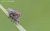 $bug life mating flies.jpg