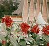 $National theatre red flower.jpg