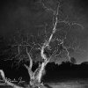 Ghost Tree_wm.jpg