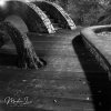 A Walk in the Garden-3_wm.jpg