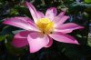 $IMGP0968a.jpg