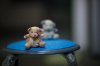 $nikon 105E small-11.jpg