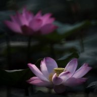 Nie Feng