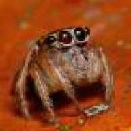 tamama