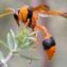 RedWasps
