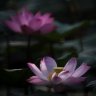 Nie Feng