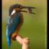 Anglk