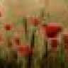 littleredpoppy