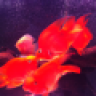 snipshot