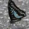 Blue Jay