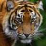 dennisthetiger