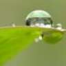 Riyanto Ong