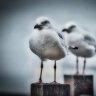 Whoami23