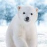 Polar288
