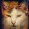 tomcat